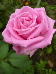 a pink rose with green leaves in the background