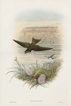 an image of birds flying over water and plants in the foreground with pink flowers on the ground