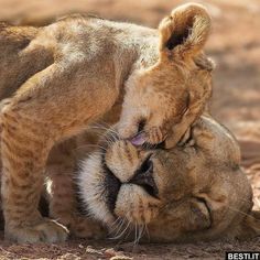 two lions playing with each other in the dirt and one is rubbing its face on another lion's head