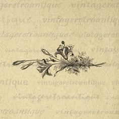 an old - fashioned drawing of flowers on a piece of paper with the word vintage