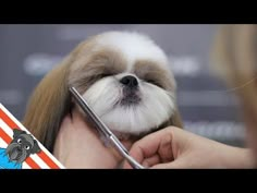 a small dog being groomed by a person with a hair clip in it's hand