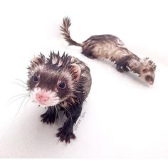 two ferrets standing next to each other on a white surface