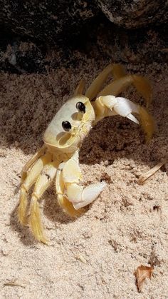 a yellow crab sitting in the sand with it's eyes open and legs out