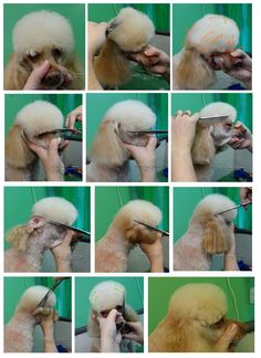 a series of photos showing how to groom a poodle's hair