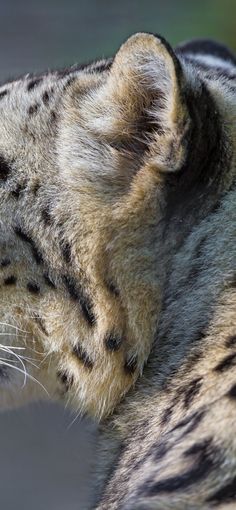 a close up of a cat's face with its eyes closed and it is looking at something in the distance