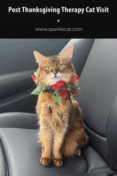 a cat sitting in the back seat of a car wearing a christmas wreath around its neck