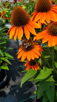 an orange flower with a bee on it in the middle of many other colorful flowers