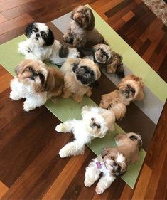 a group of small dogs sitting on top of a yoga mat