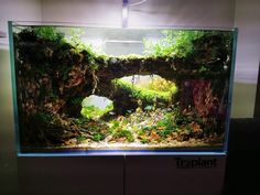 an aquarium filled with lots of plants and rocks