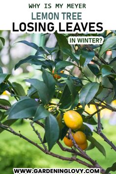 an orange tree with lemons growing on it and the words why is my never lemon tree losing leaves in winter?