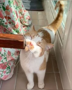 an orange and white cat standing on top of a tile floor next to a window