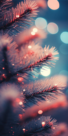 a close up of a pine tree with blurry lights in the background