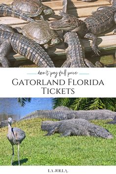 several alligators and crocodiles in the grass with text overlay that reads, how to