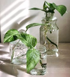 three glass vases with plants in them on a table