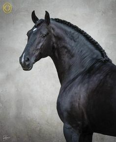 a black horse with braids standing in front of a gray wall and looking at the camera