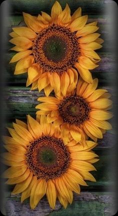 three yellow sunflowers sitting on top of a wooden bench