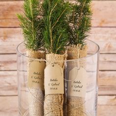 two wrapped up plants in a glass vase