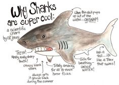 a drawing of a shark with its mouth open and some words below it that say, why sharks are super cool