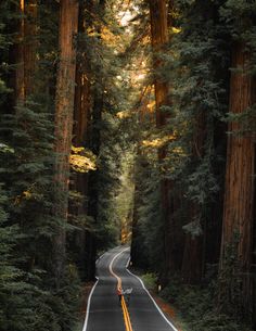 an empty road surrounded by tall trees in the middle of the forest, with one person standing on either side