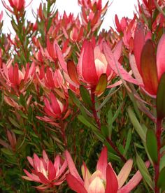 red flowers are blooming in the green grass and shrubbery, with blue sky in the background