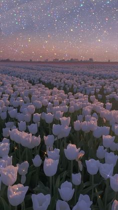 a field full of white tulips under a night sky with stars in the background