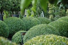 a garden filled with lots of green bushes