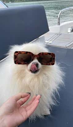 a small white dog wearing sunglasses sitting on top of a blue table next to a person's hand