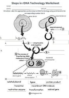 the diagram shows steps in dna technology worksheet