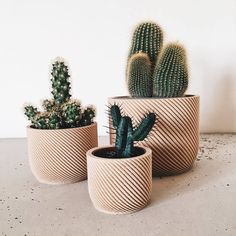 three potted cactus plants sitting next to each other