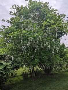 a tree with white flowers in the middle of a grassy area next to some bushes