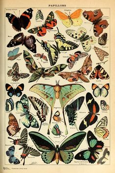 an old book with lots of butterflies on it