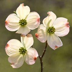 three white flowers are blooming on a branch in front of a blurry background