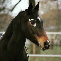 a black horse with white paint on it's face