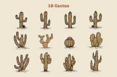 a bunch of cactus plants that are in different stages of growth and sizes, with the words 12 cactus written below them