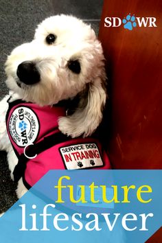 a small white dog wearing a pink vest sitting next to a wooden door with the words future lifesaver written on it