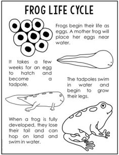 frog life cycle worksheet for kids with pictures and words on the front page