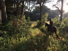 a woman riding on the back of a brown horse through a forest