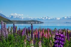 purple flowers are in the foreground with mountains in the background and water in the distance