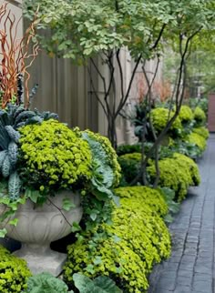 a row of potted plants sitting next to each other on top of a sidewalk