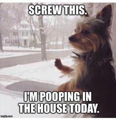 a dog is looking out the window at something outside in the snow that says screw this i'm pooping in the house today