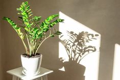 a potted plant sitting on top of a white table next to a shadow cast wall