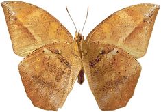 a close up of a butterfly on a white background