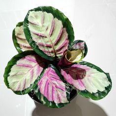 a potted plant with pink and green leaves on it's side, sitting on a white surface