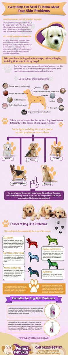 an info poster showing different types of cats and dogs