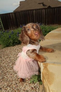 a brown dog wearing a pink dress sitting on top of a stone wall next to flowers