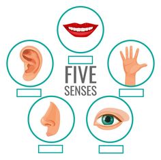 JUNIOR (Stage 4) Unit 12 Five senses Diagram Quizlet