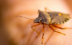 a close up of a person's hand with a bug on it