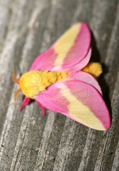 a pink and yellow moth sitting on top of a wooden floor