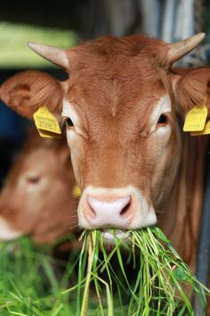 a brown cow eating grass with yellow tags on it's ears