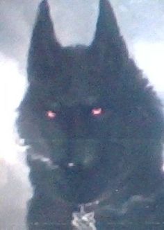 a large black dog with red eyes sitting in the snow